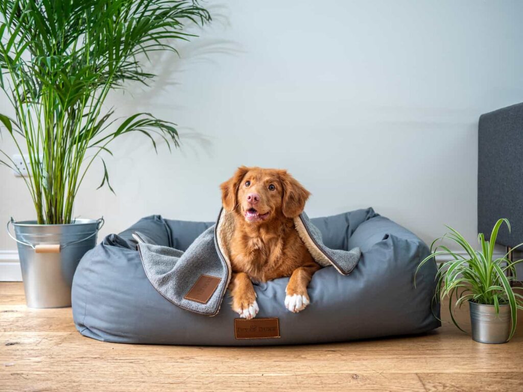 A pet dog relaxing on a cozy bean bag