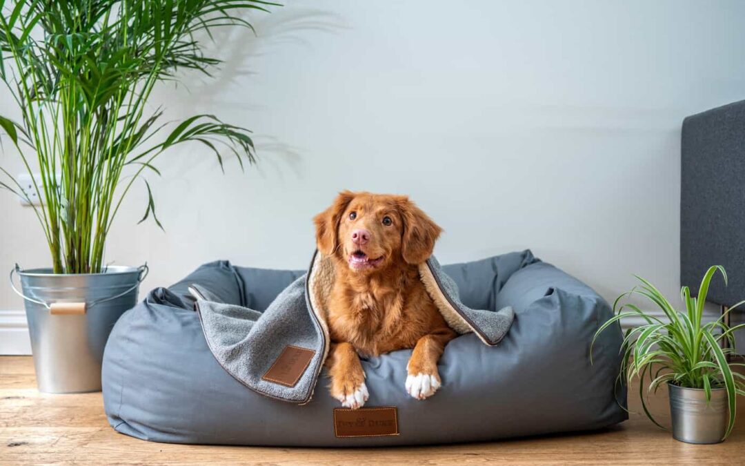 How To Pet-Proof Your Rental Property