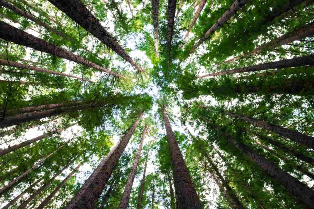 a stand of green trees to trim