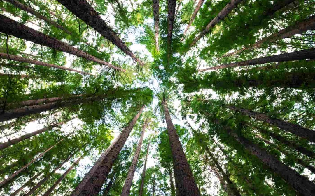 Trim Your Trees Before the Next Storm Hits