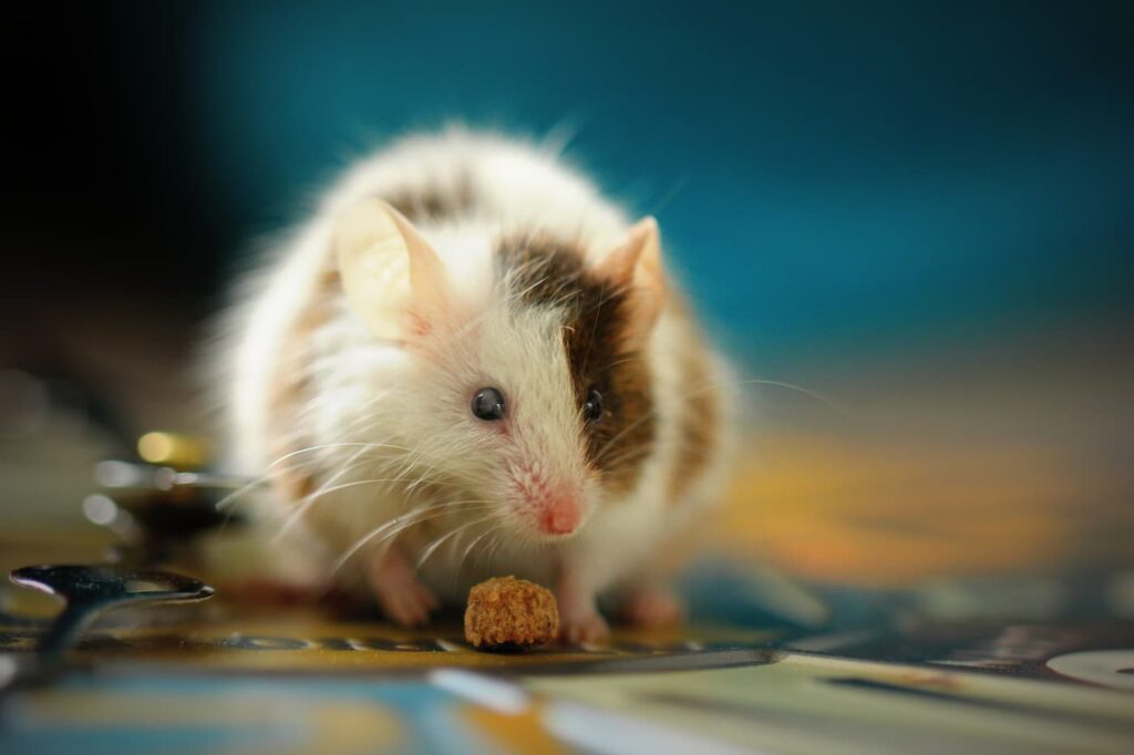 Rodent abatement is an important part of pest control