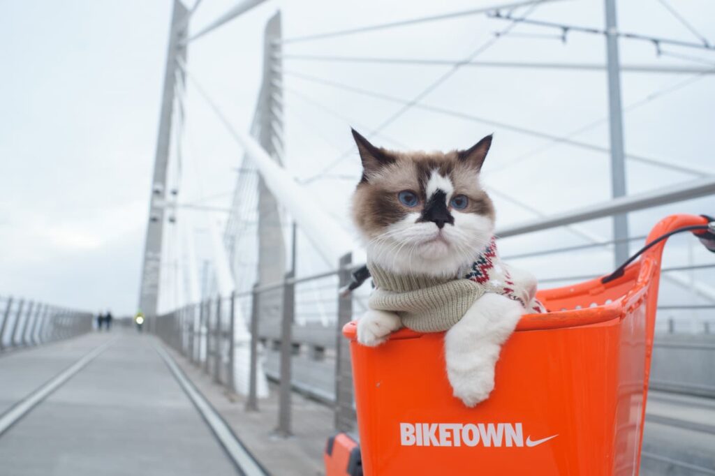 A cat sitting in a Biketown basket on the Tilikum Bridge in Southeast Portland