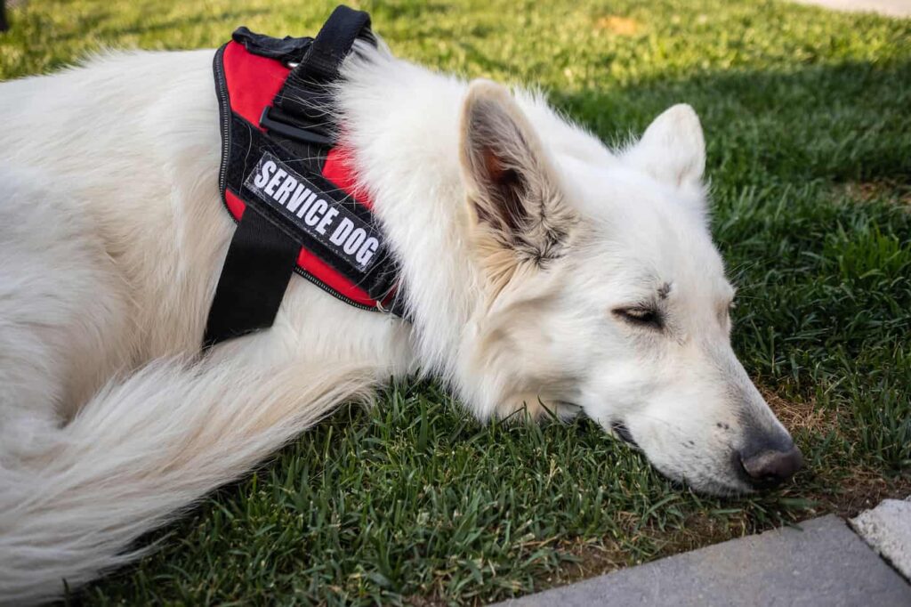 A white ESA dog lying in the green grass