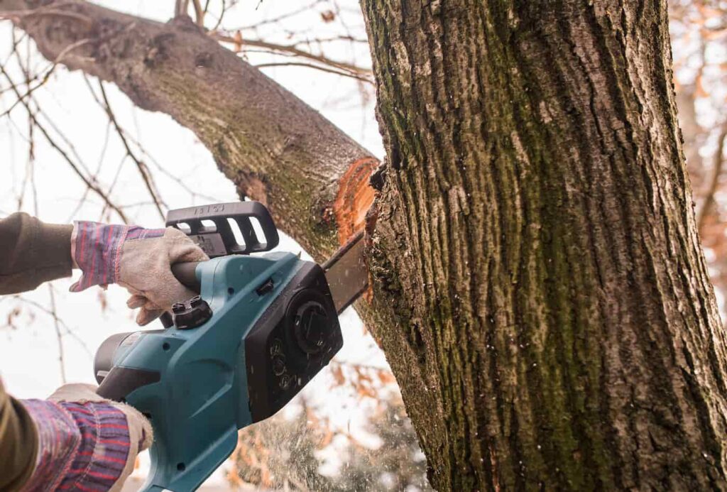 tree trimming with a chainsaw