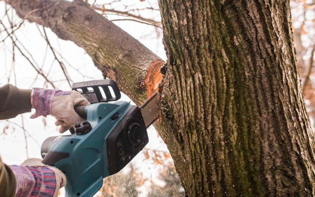 Tree Trimming Tips for Investment Property Owners