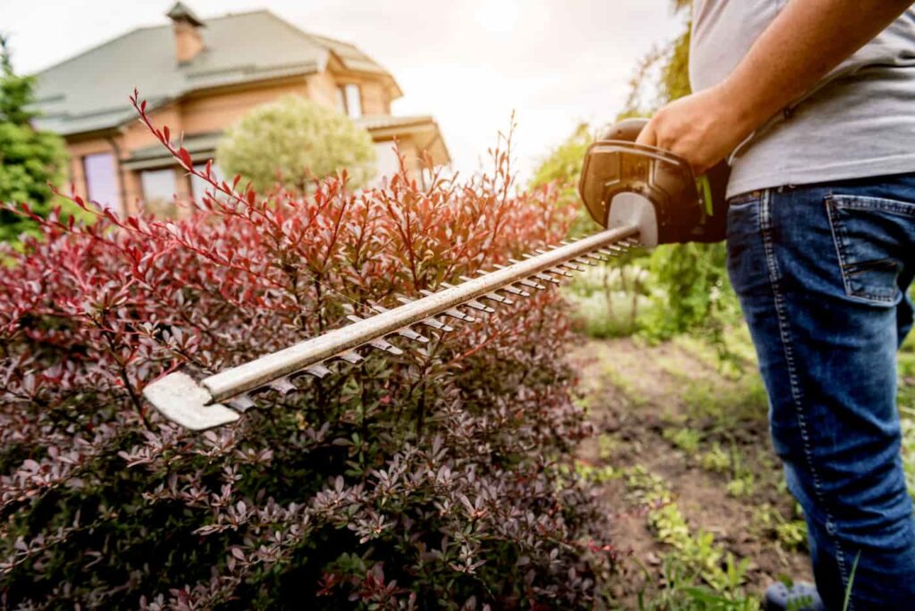 a man performing summer lawn maintenance by trimming a hedge with electric clippers.